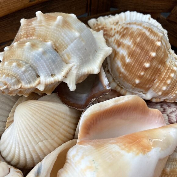 Five Pounds of Beautiful Sea Shells in a Wicker Basket - Picture 5 of 5